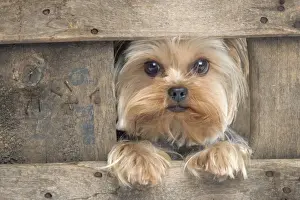Yorkshire Terrier Dog