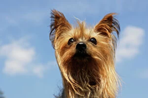 Images Dated 9th April 2007: Yorkshire Terrier Dog
