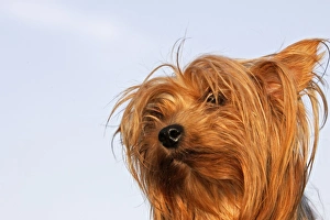 Images Dated 17th April 2007: Yorkshire Terrier Dog
