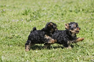 Images Dated 17th April 2007: Yorkshire Terrier Dog