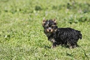 Images Dated 17th April 2007: Yorkshire Terrier Dog