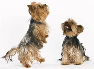 Images Dated 9th October 2008: Yorkshire Terrier Dog