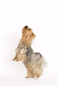 Images Dated 9th October 2008: Yorkshire Terrier Dog