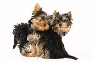 Images Dated 9th October 2008: Yorkshire Terrier Dog