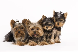 Images Dated 9th October 2008: Yorkshire Terrier Dog