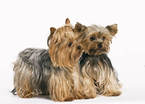 Images Dated 9th October 2008: Yorkshire Terrier Dog