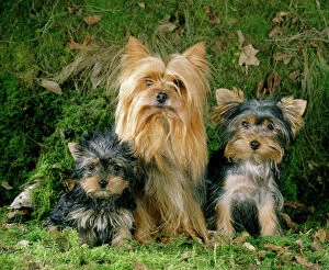 Images Dated 2nd April 2008: Yorkshire Terrier Dog - adult & puppies