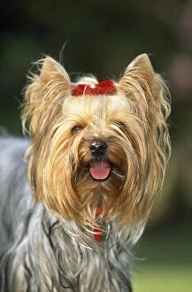 Yorkshire TERRIER DOG - c / up of face