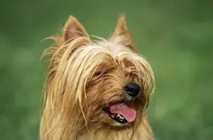 Yorkshire Terrier Dog Close-up of head