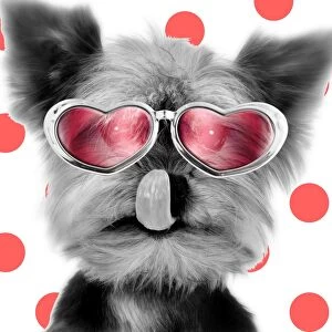 Yorkshire Terrier Dog - licking nose - wearing red glasses