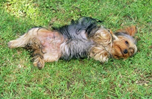 Yorkshire Terrier Dog - lying on grass