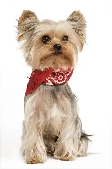 Yorkshire Terriers Prints: Yorkshire Terrier Dog - With neckchief