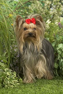 Bows Gallery: Yorkshire Terrier dog outdoors in the garden