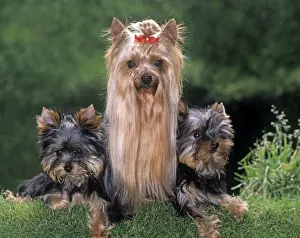 Yorkshire Terrier Dog - with puppies