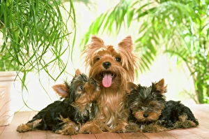 Mothers Collection: Yorkshire Terrier Dog - with puppies