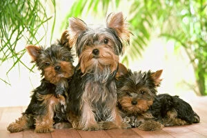 Best Friends Collection: Yorkshire Terrier Dog - with puppies