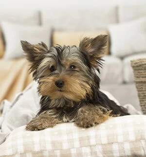 New Images March 2018 Gallery: Yorkshire Terrier Dog, puppy