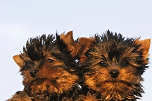 Images Dated 17th April 2007: Yorkshire Terrier Dog - puppy