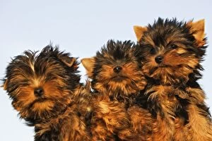 Images Dated 17th April 2007: Yorkshire Terrier Dog - puppy