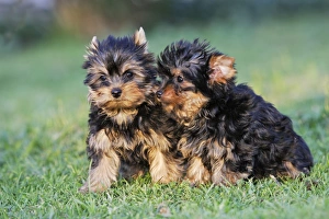 Images Dated 17th April 2007: Yorkshire Terrier Dog - puppy