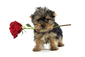 Yorkshire Terrier Dog, puppy holding red rose