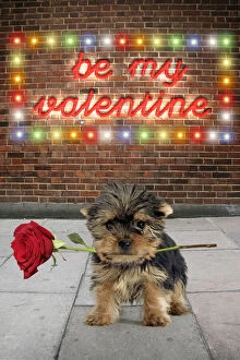 Images Dated 3rd February 2020: Yorkshire Terrier Dog, puppy in street scene holding single red rose with be my valentine neon sign Date: 06-Aug-13