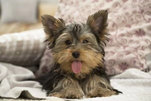 New Images March 2018 Gallery: Yorkshire Terrier Dog, puppy Yorkshire Terrier Dog