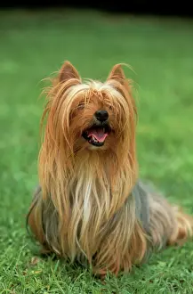 Scruffy Prints: Yorkshire Terrier Dog Sitting on grass