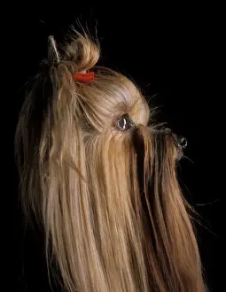 Bows Prints: Yorkshire Terrier Dog - Side view