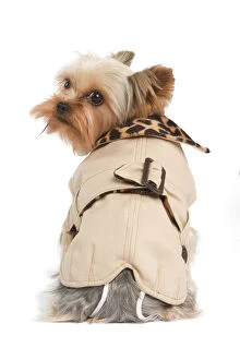 Yorkshire Terrier Dog - wearing coat
