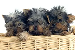 Yorkshire Terrier Dogs - three puppies in basket