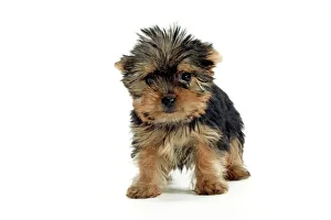 Yorkshire Terrier Dog