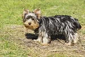 Yorkshire Terriers Prints: Yorkshire Terrier - puppy