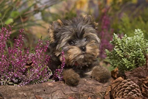 Images Dated 15th October 2019: Yorkshire Terrier puppy outdoors in Autumn