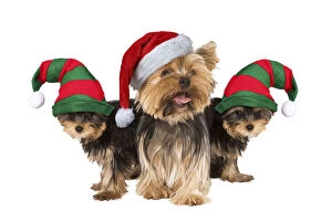 Yorshire Terrier Dogs, with Father Christmas and Elf hats
