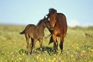 Images Dated 23rd February 1974: Young adolescent wild horse checks out this years colt in meadow of wildflowers. Western U.S