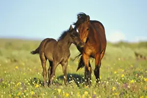 Subalpine Prints: Young adolescent wild horse checks out this years colt in meadow of wildflowers