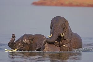 Young African Elephant - Bulls engaging in dominance behavior as part of water play
