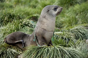 Pollution Gallery: Young Antarctic fur seal (Arctocephalus)