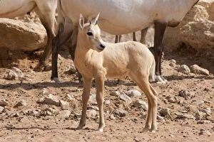 Images Dated 23rd August 2012: Young Arabian Oryx
