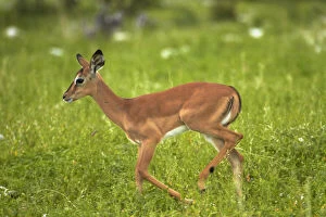Young Black-faced impala ( Aepyceros melampus)