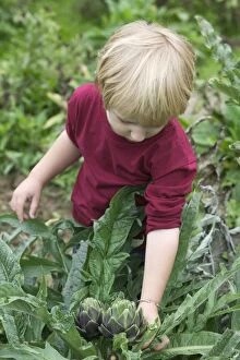 Young Boy - picking globe artichokes
