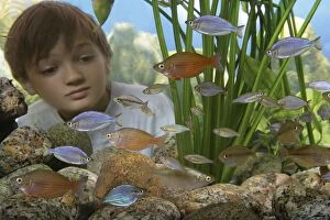 Young boy watching fish in Aquarium
