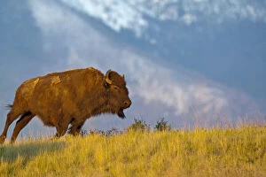 Young bull Bison in late light at the National