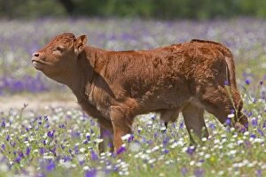 Young calf in a flower meadow