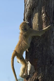 Images Dated 17th September 2013: Young Chacma baboon (Papio ursinus), Hwange