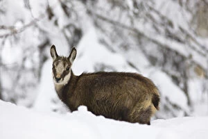 Young Chamois (Rupicapra rupicapra) in early