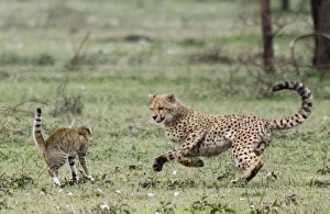Images Dated 5th February 2008: Young Cheetah - Fighting with a Wild Cat (Felis silvestris) - Serengeti - Tanzania - Africa