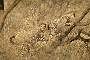 Samburu Gallery: Young cheetahs at Samburu NP, Kenya