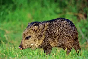Wild Pig Prints: Young Collared Peccary / Javelina - American Southwest, USA. MX28